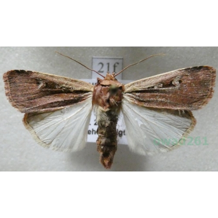 Ochropleura plecta (Linnaeus, 1761) Rolnica boćwinówka Czech21f